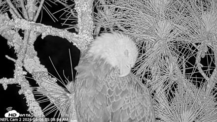 NE Florida Eagles Live Webcam - May 6, 2026, 5:09am EDT