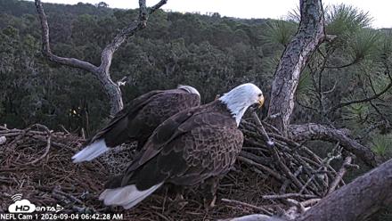 NE Florida Eagles Live Webcam - Sep 4, 2026, 6:43am EDT