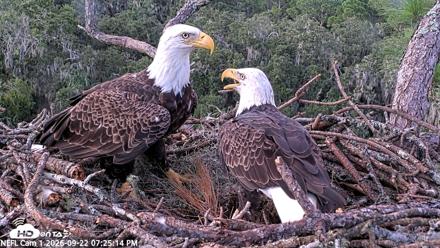 NE Florida Eagles Live Webcam - Sep 22, 2026, 7:26pm EDT