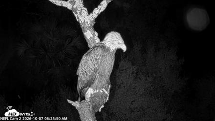 NE Florida Eagles Live Webcam - Oct 7, 2026, 6:26am EDT