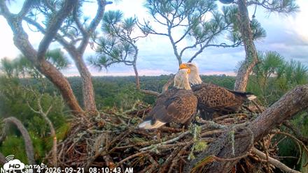 NE Florida Eagles Live Webcam - Sep 21, 2026, 8:11am EDT