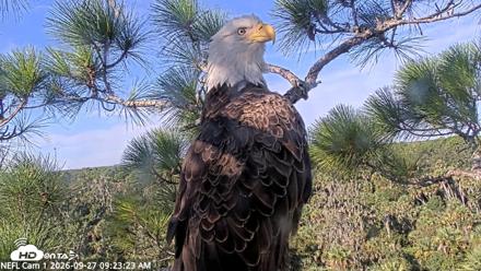 NE Florida Eagles Live Webcam - Sep 27, 2026, 9:24am EDT
