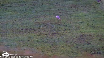 NE Florida Eagles Live Webcam - May 26, 2026, 6:30am EDT