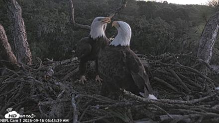 NE Florida Eagles Live Webcam - Sep 16, 2026, 6:44am EDT