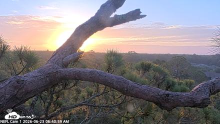 NE Florida Eagles Live Webcam - Jun 23, 2026, 6:41am EDT
