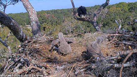 NE Florida Eagles Live Webcam - Jan 20, 2026, 11:30am EST
