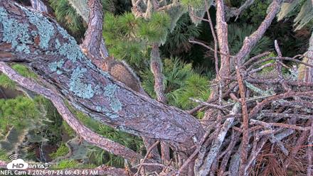 NE Florida Eagles Live Webcam - Jul 24, 2026, 6:44am EDT