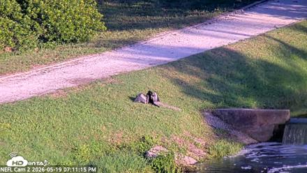 NE Florida Eagles Live Webcam - May 19, 2026, 7:12pm EDT