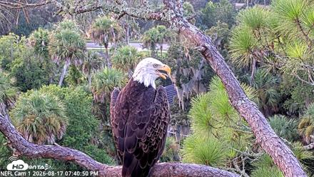 NE Florida Eagles Live Webcam - Aug 17, 2026, 7:41pm EDT
