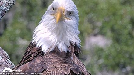 NE Florida Eagles Live Webcam - Sep 13, 2026, 1:06pm EDT