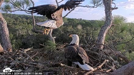 NE Florida Eagles Live Webcam - Sep 16, 2026, 8:12am EDT