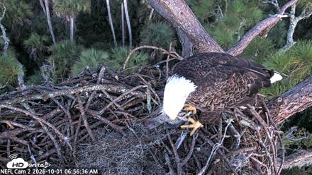 NE Florida Eagles Live Webcam - Oct 1, 2026, 6:57am EDT
