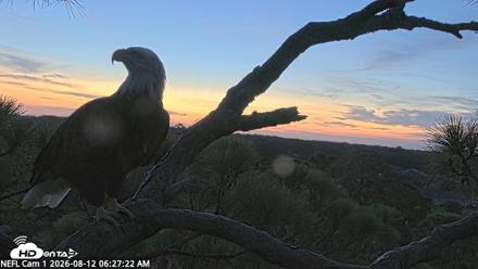 NE Florida Eagles Live Webcam - Aug 12, 2026, 6:28am EDT