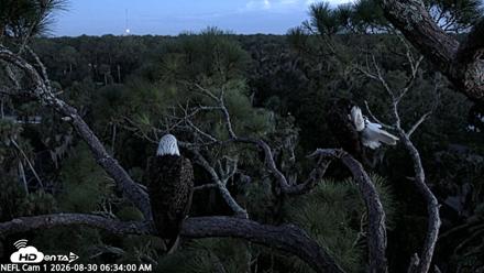 NE Florida Eagles Live Webcam - Aug 30, 2026, 6:35am EDT