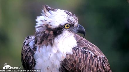 NE Florida Eagles Live Webcam - Aug 4, 2026, 6:49am EDT