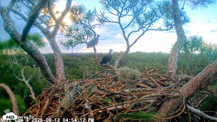 NE Florida Eagles Live Webcam - Sep 13, 2026, 4:54pm EDT