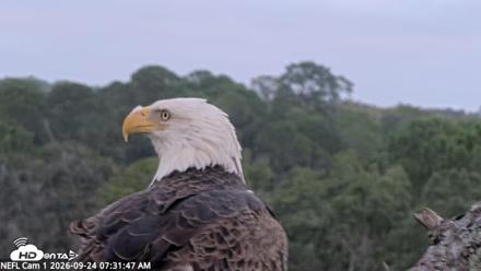 NE Florida Eagles Live Webcam - Sep 24, 2026, 7:32am EDT