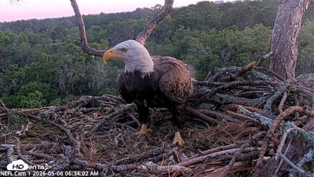 NE Florida Eagles Live Webcam - May 6, 2026, 6:34am EDT