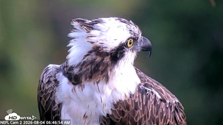 NE Florida Eagles Live Webcam - Aug 4, 2026, 6:49am EDT