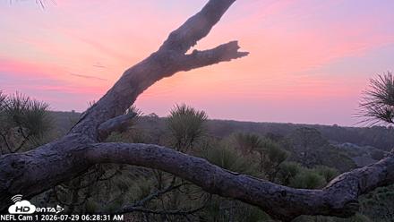 NE Florida Eagles Live Webcam - Jul 29, 2026, 6:30am EDT