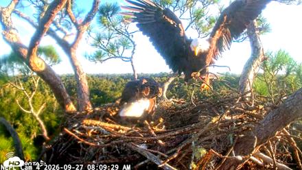 NE Florida Eagles Live Webcam - Sep 27, 2026, 8:10am EDT