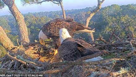 NE Florida Eagles Live Webcam - Nov 22, 2025, 7:45am EST