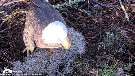 NE Florida Eagles Live Webcam - Sep 6, 2026, 7:54am EDT