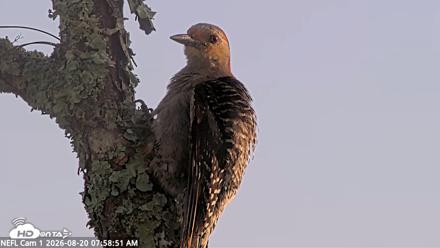 NE Florida Eagles Live Webcam - Aug 20, 2026, 7:59am EDT
