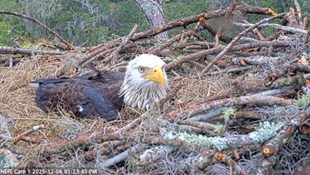 NE Florida Eagles Live Webcam - Dec 6, 2025, 1:24pm EST