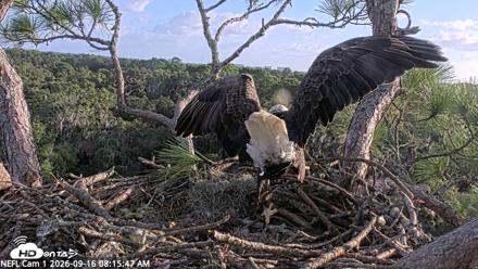 NE Florida Eagles Live Webcam - Sep 16, 2026, 8:16am EDT
