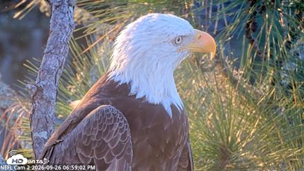 NE Florida Eagles Live Webcam - Sep 26, 2026, 6:59pm EDT