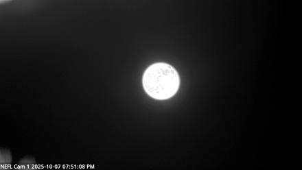 NE Florida Eagles Live Webcam - Oct 7, 2025, 7:51pm EDT