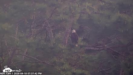 NE Florida Eagles Live Webcam - Apr 18, 2026, 7:38pm EDT
