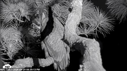 NE Florida Eagles Live Webcam - Apr 29, 2026, 8:40pm EDT