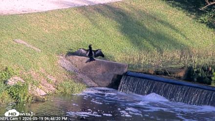 NE Florida Eagles Live Webcam - May 19, 2026, 6:47pm EDT