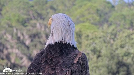 NE Florida Eagles Live Webcam - Sep 18, 2026, 4:43pm EDT