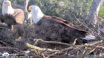 NE Florida Eagles Live Webcam - Sep 27, 2026, 8:04am EDT