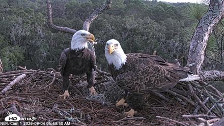 NE Florida Eagles Live Webcam - Sep 4, 2026, 6:44am EDT