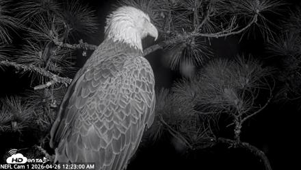 NE Florida Eagles Live Webcam - Apr 26, 2026, 12:23am EDT