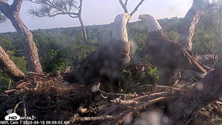 NE Florida Eagles Live Webcam - Apr 18, 2026, 8:09am EDT