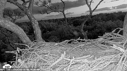 NE Florida Eagles Live Webcam - May 18, 2026, 6:15am EDT
