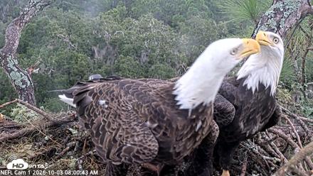 NE Florida Eagles Live Webcam - Oct 3, 2026, 8:01am EDT