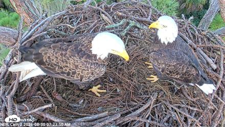 NE Florida Eagles Live Webcam - Aug 30, 2026, 7:24am EDT
