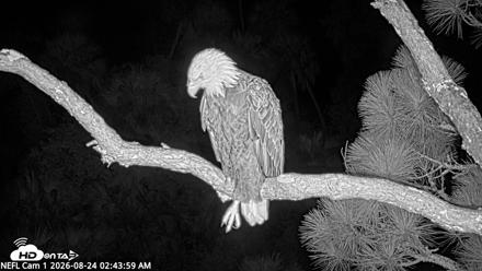 NE Florida Eagles Live Webcam - Aug 24, 2026, 2:44am EDT