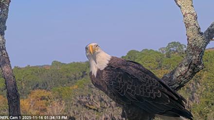 NE Florida Eagles Live Webcam - Nov 16, 2025, 1:35pm EST