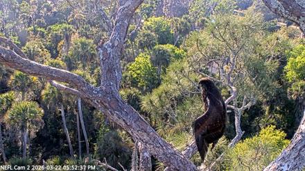 NE Florida Eagles Live Webcam - Mar 22, 2026, 5:53pm EDT