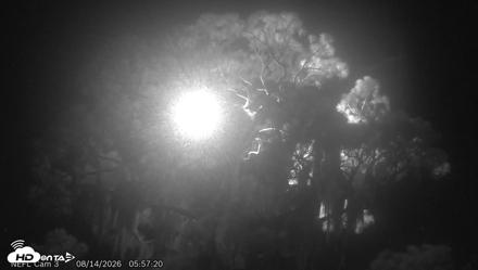 NE Florida Eagles Live Webcam - Aug 14, 2026, 5:57am EDT