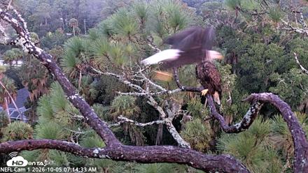 NE Florida Eagles Live Webcam - Oct 5, 2026, 7:15am EDT