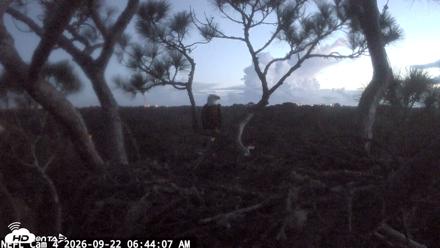 NE Florida Eagles Live Webcam - Sep 22, 2026, 6:44am EDT