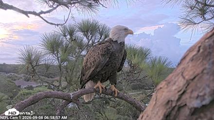 NE Florida Eagles Live Webcam - Sep 8, 2026, 6:59am EDT
